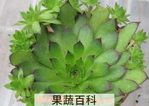 玉观音的养殖方法