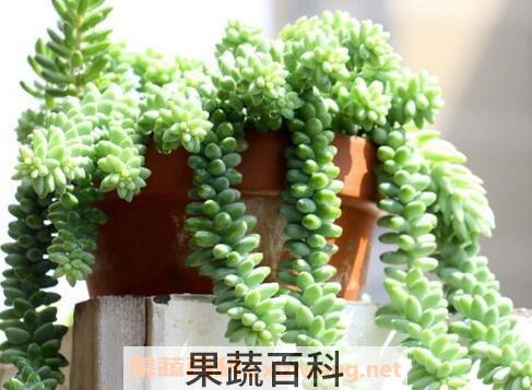 玉珠帘的养殖方法和注意事项