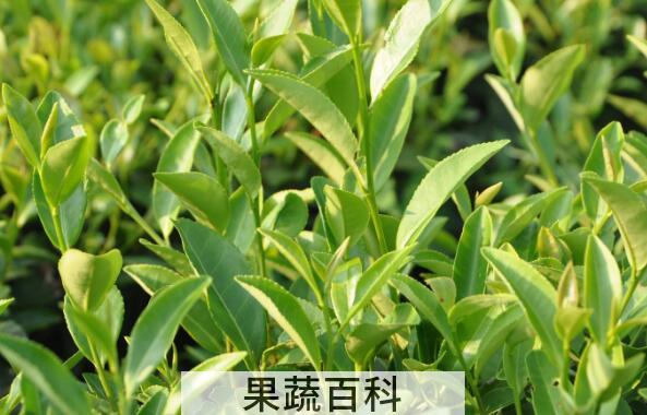 茶叶外用的功效与作用
