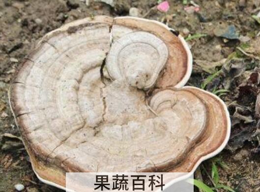 老牛干的功效与作用 老牛干的药用价值