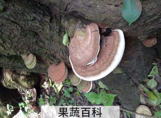 老牛干的功效与作用 老牛干的药用价值