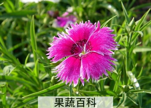 石柱子花的功效和作用
