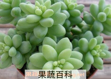 玉珠莲的养殖方法
