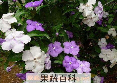 鸳鸯茉莉的养殖方法和注意事项