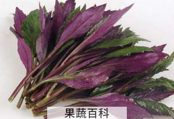 补血菜的功效与作用 吃补血菜的好处
