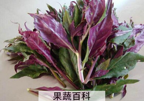 补血菜的功效与作用 吃补血菜的好处