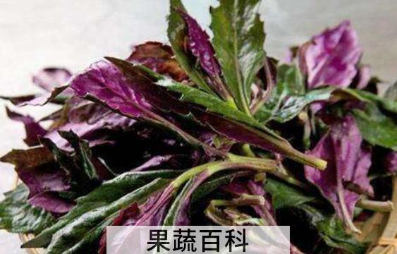 补血菜的副作用有哪些 吃补血菜的禁忌