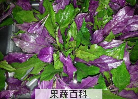 补血菜的副作用有哪些 吃补血菜的禁忌