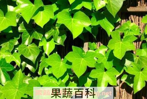 常春藤的养殖方法和注意事项