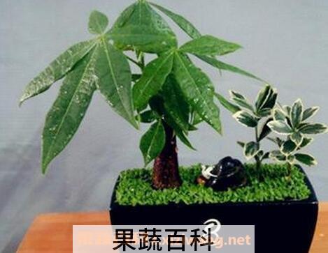 发财树养殖的注意事项