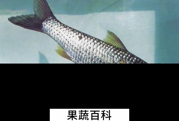 果蔬百科叶结鱼的食疗功效