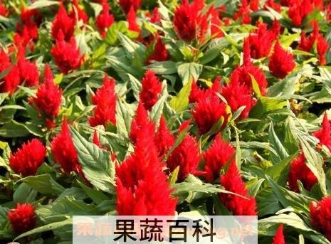  鸡冠子花的药用价值 