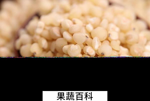 果蔬百科高粱米的营养价值