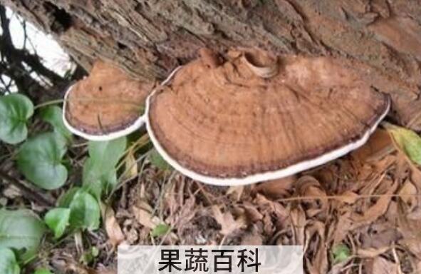 树舌的功效与作用  树舌怎么吃
