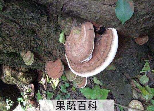 树舌的功效与作用  树舌怎么吃