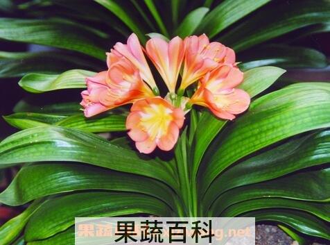 君子兰的养殖方法与注意事顶