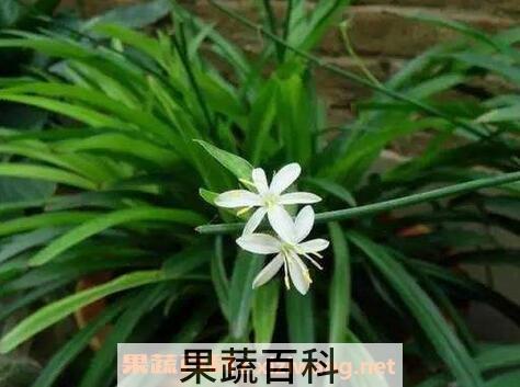 吊兰药用价值