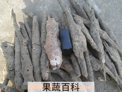 紫霄花的功效与作用