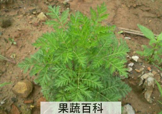 臭蒿的功效与作用及禁忌