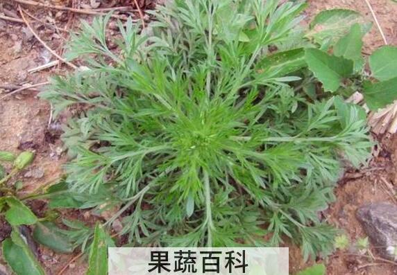 臭蒿的功效与作用及禁忌