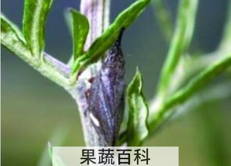 柳尖的功效与作用