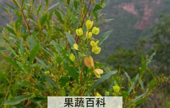 柳尖的功效与作用