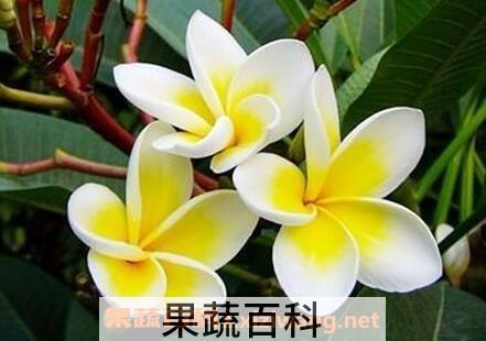 鸡旦花的功效与作用