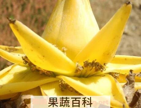 金芭蕉花的功效与作用