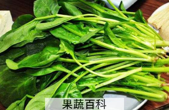 菠菜不能与什么同吃 吃菠菜的禁忌有哪些