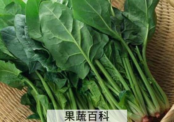 菠菜不能与什么同吃 吃菠菜的禁忌有哪些