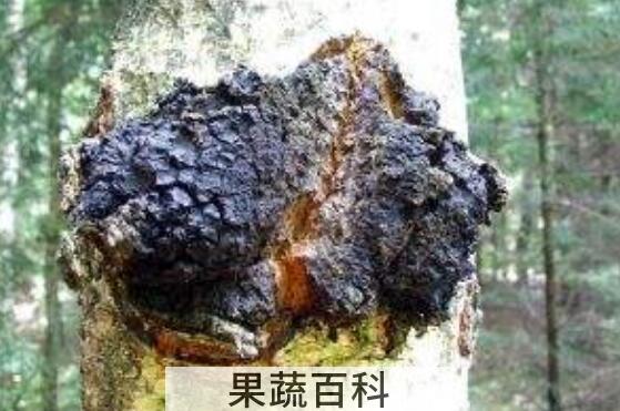 桦树茸的功效及副作用