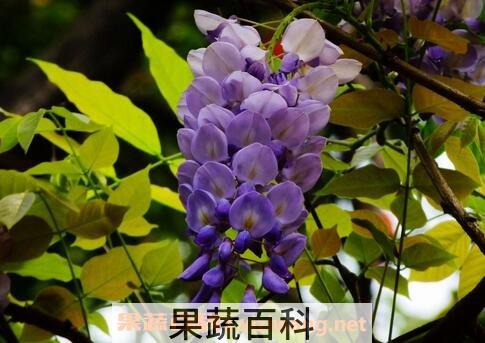 紫藤花的作用与功效