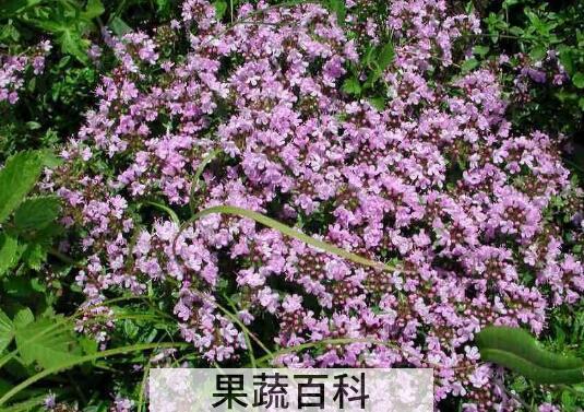 地椒花是什么 地椒花的功效与作用