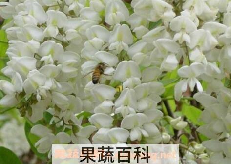 家槐树花的功效和作用