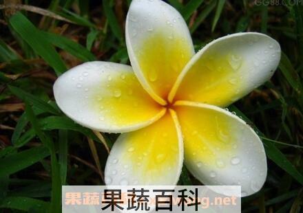 鸡蛋花的功效与应用
