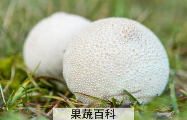 马粪包的功效与作用 马粪包的吃法
