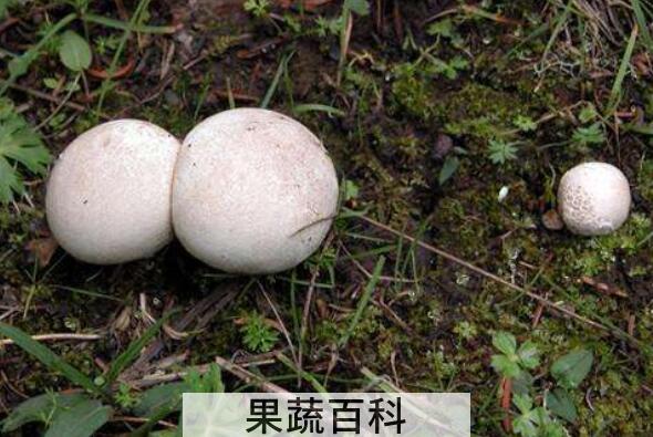 马粪包的功效与作用 马粪包的吃法