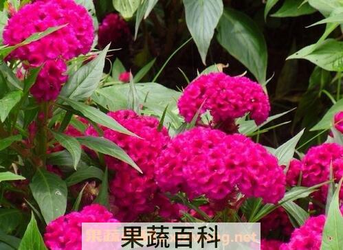 鸡冠花的功效与用法