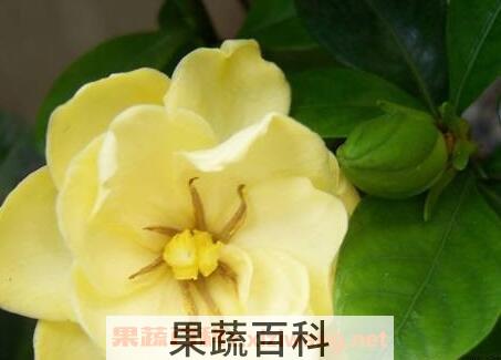 黄栀子花的功效与作用