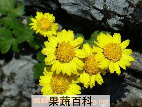 黄野菊花的功效与作用及食用方法
