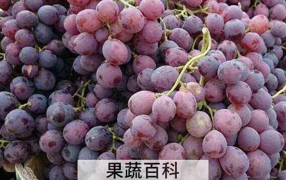 提子皮的功效与作用 提子皮可不可以吃