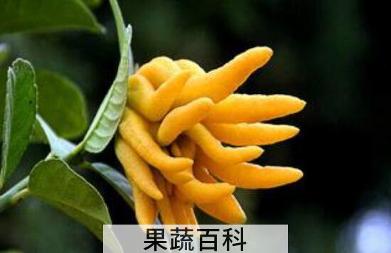 新鲜佛手怎么泡酒 新鲜佛手泡酒的好处