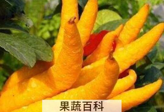 新鲜佛手怎么泡酒 新鲜佛手泡酒的好处