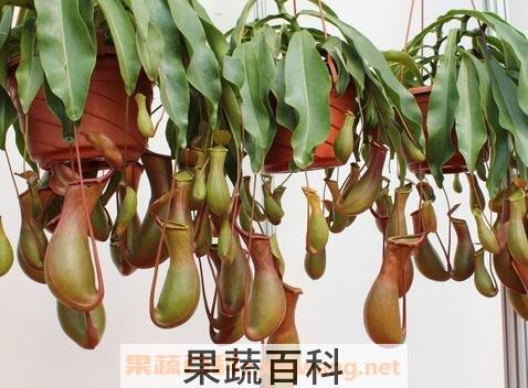 猪笼草正确养殖方法