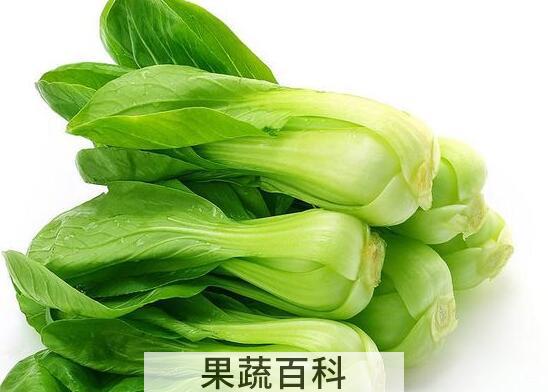 小油菜和青菜的区别 吃青菜的好处