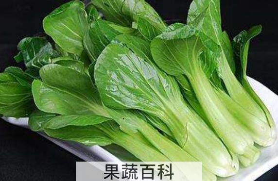小油菜和青菜的区别 吃青菜的好处