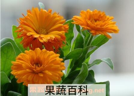 金盏花的功效与作用及食用方法