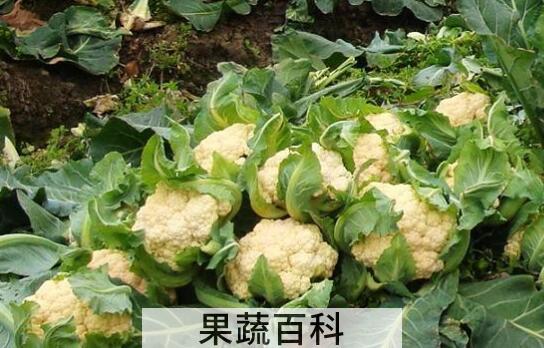椰菜花的功效与作用 吃椰菜花的好处
