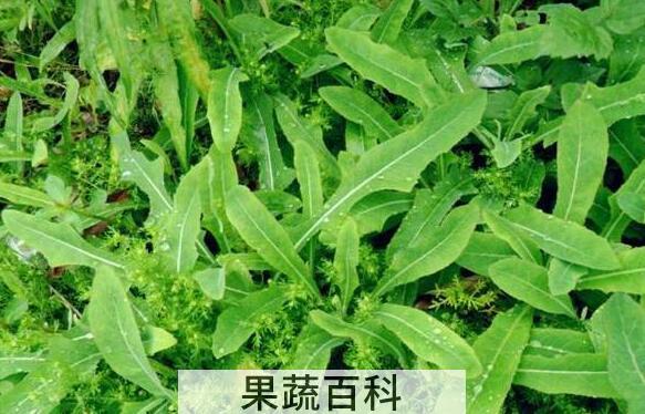 苦苦菜的功效与作用及食用方法