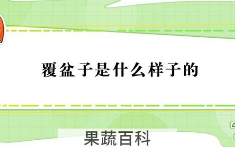 覆盆子是什么样子的